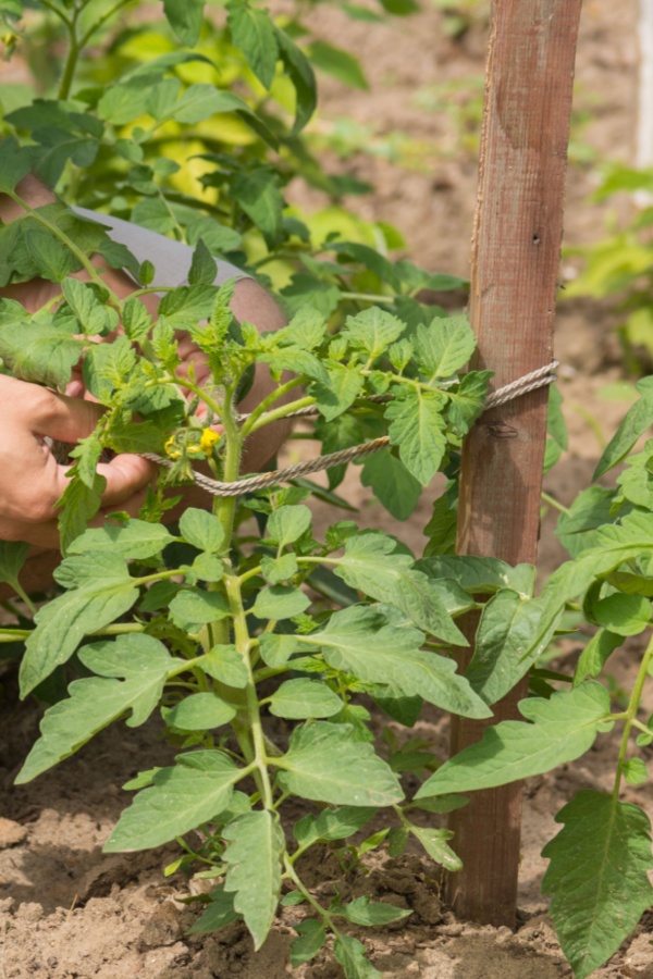 string to support plants