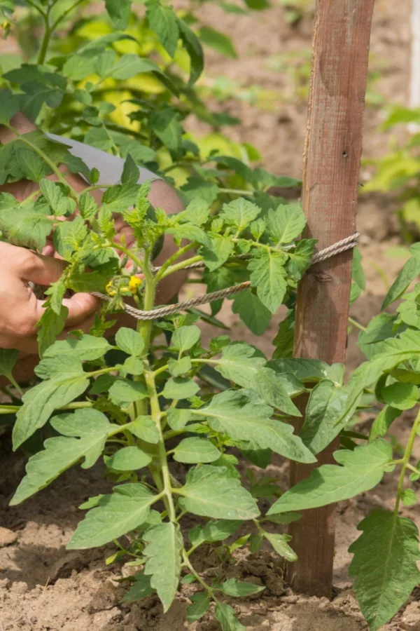 string to support plants