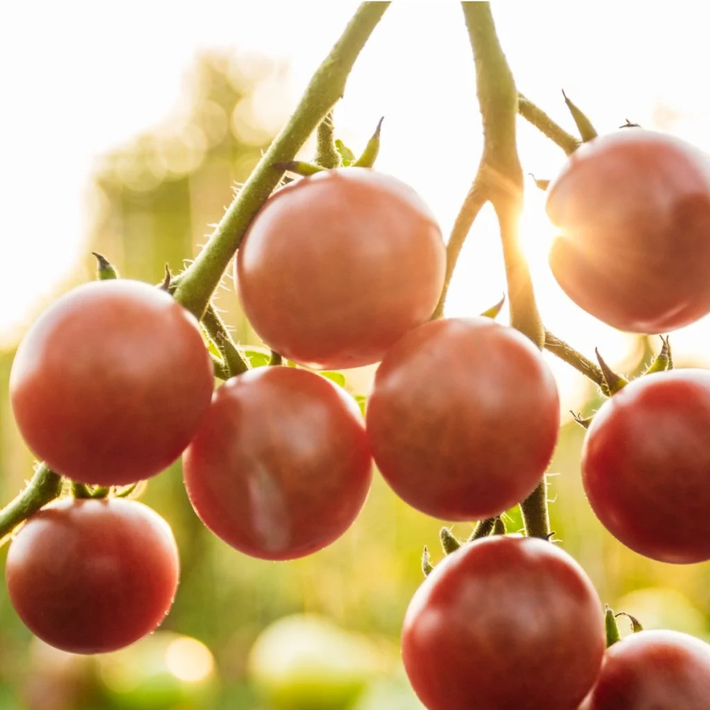 help tomato plants when its hot
