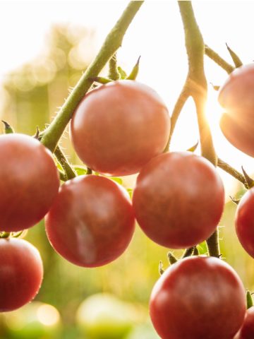 help tomato plants when its hot