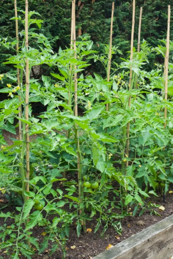 tomato plants too close together