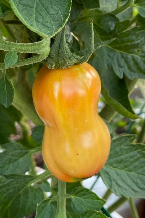 mid-season tomato plant care ripening tomatoes