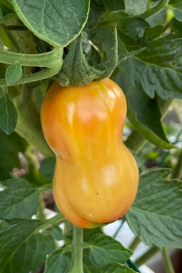 mid-season tomato plant care ripening tomatoes