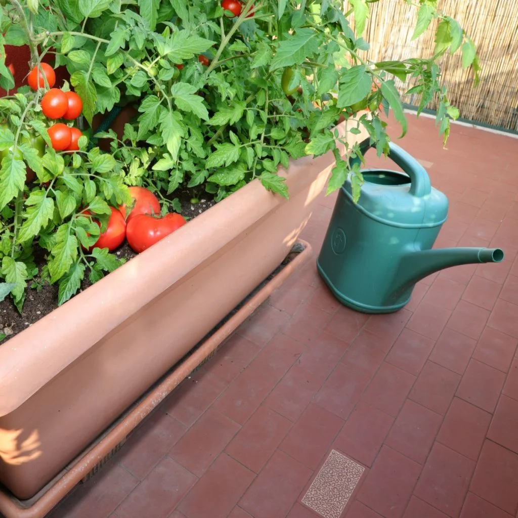 water tomato plants in containers