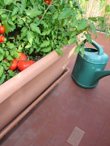 water tomato plants in containers