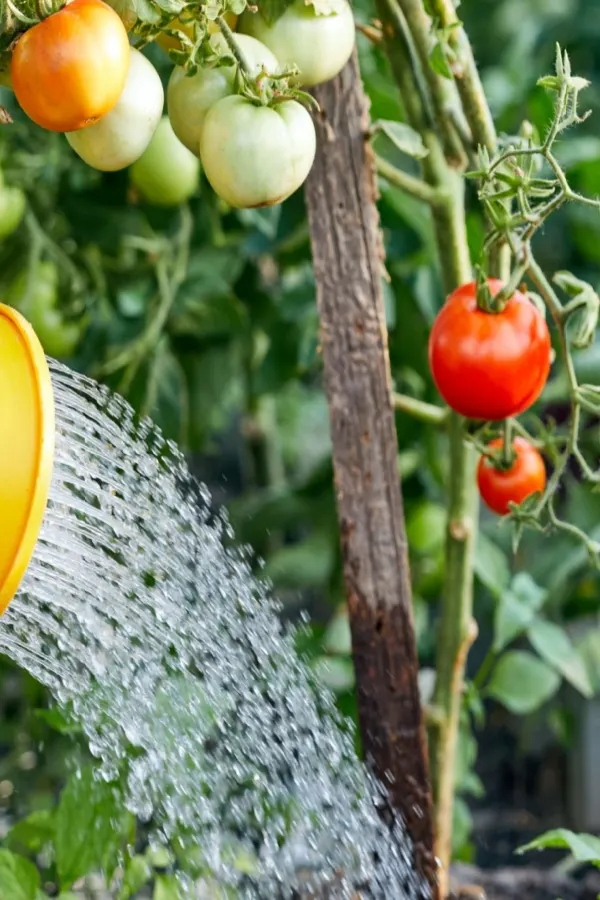 watering tomato plants at the base