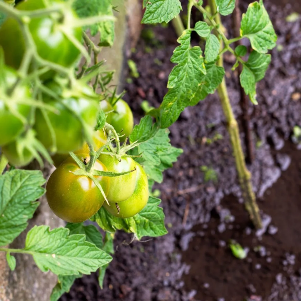 wet tomato plants