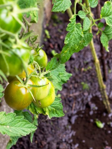 wet tomato plants