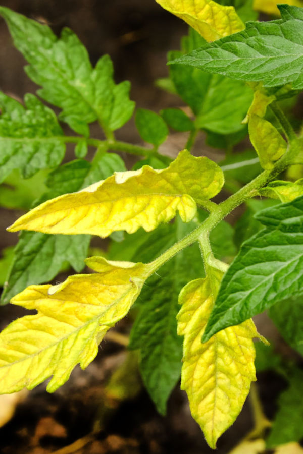 compost tea for tomatoes