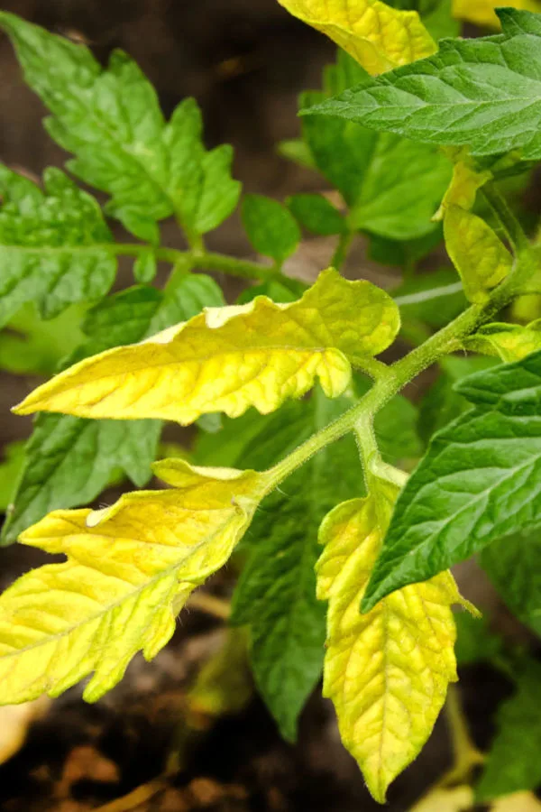 compost tea for tomatoes