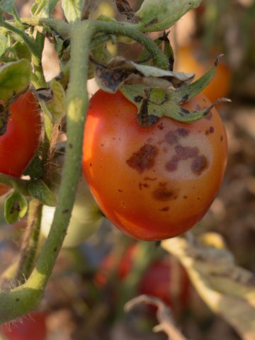 avoid blight in the summer