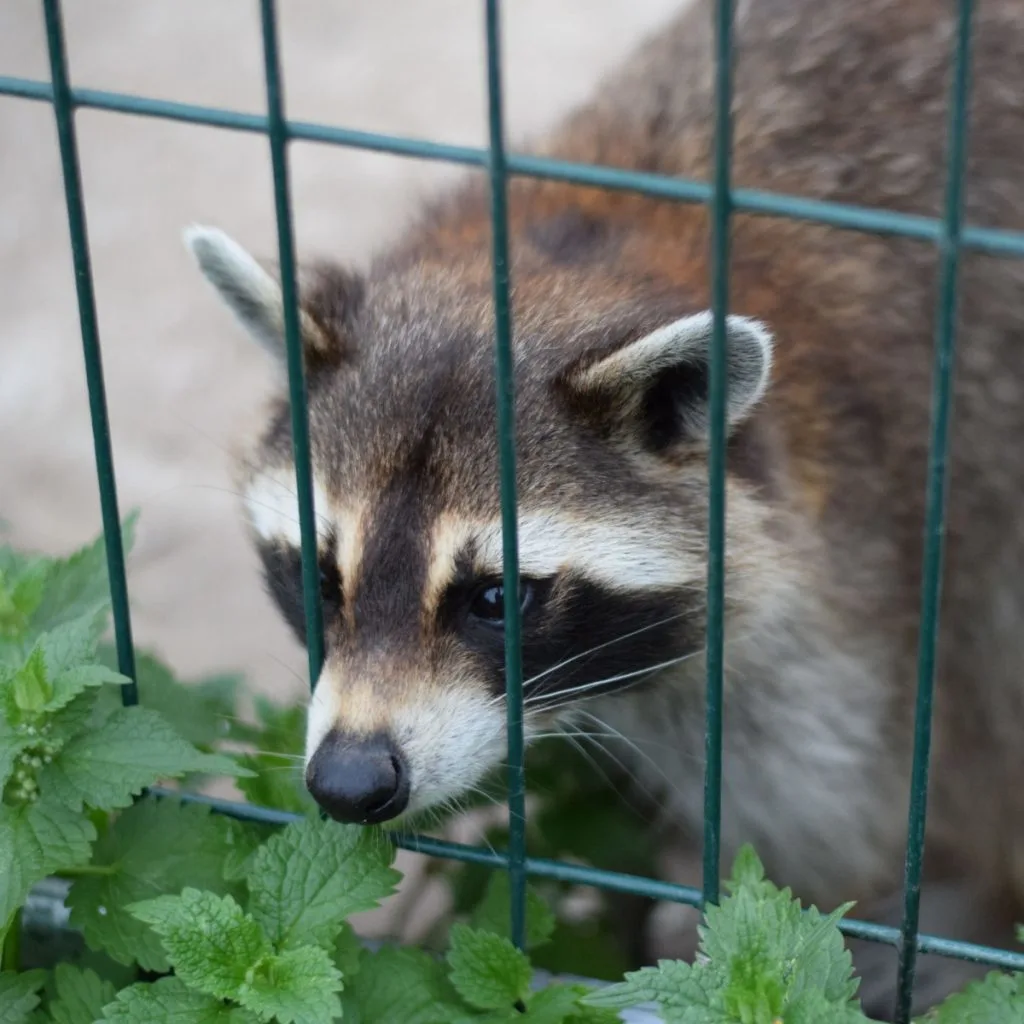 keep tomatoes safe from raccoons