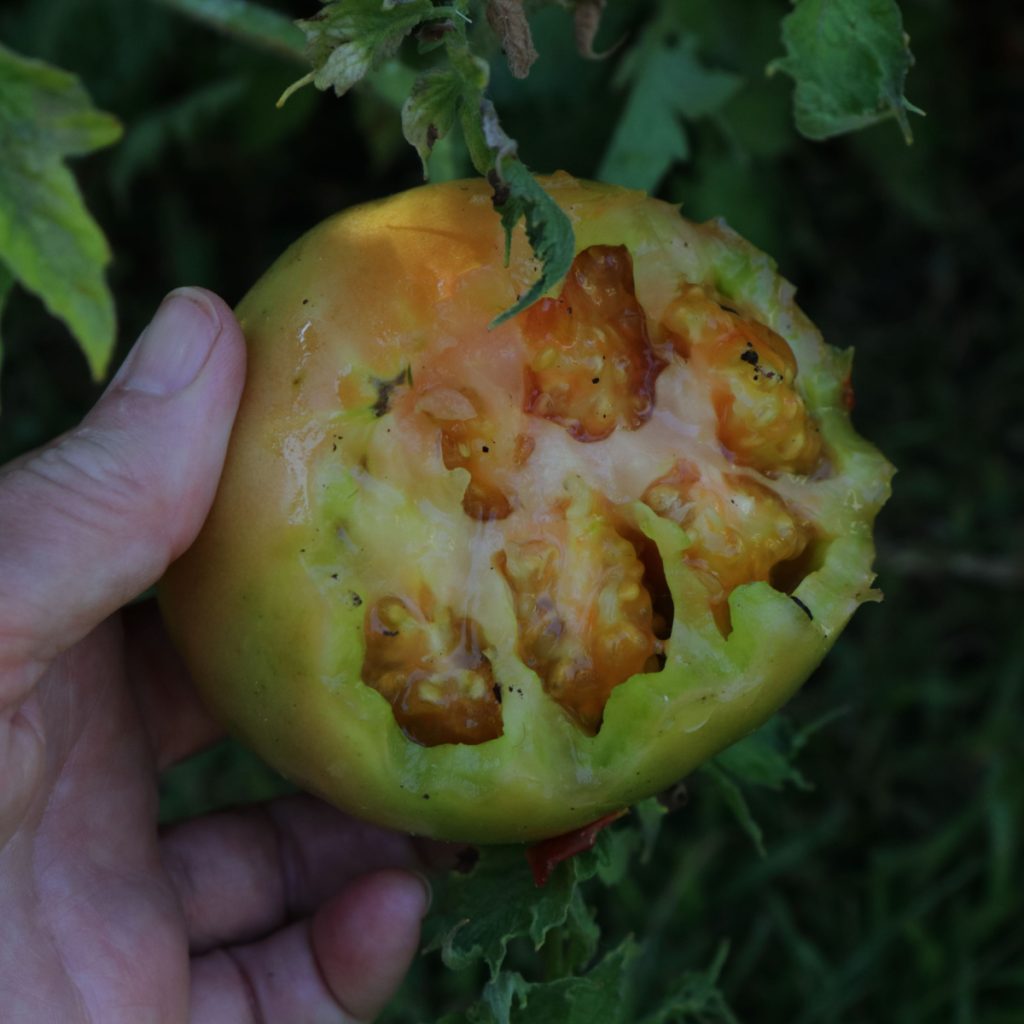 keep raccoons from eating tomatoes