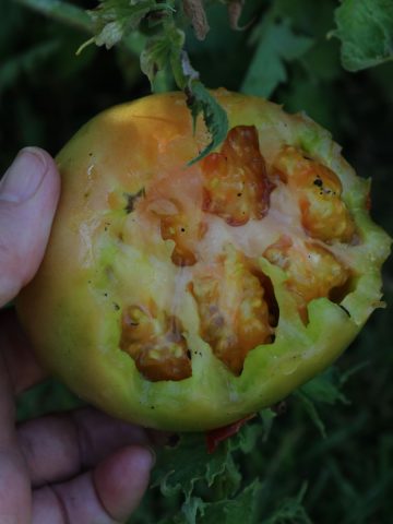keep raccoons from eating tomatoes