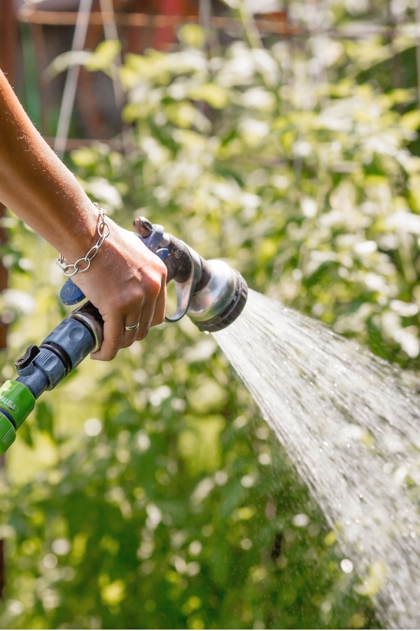 watering