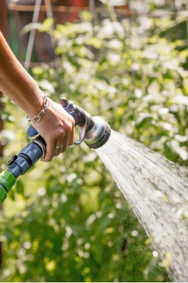 watering