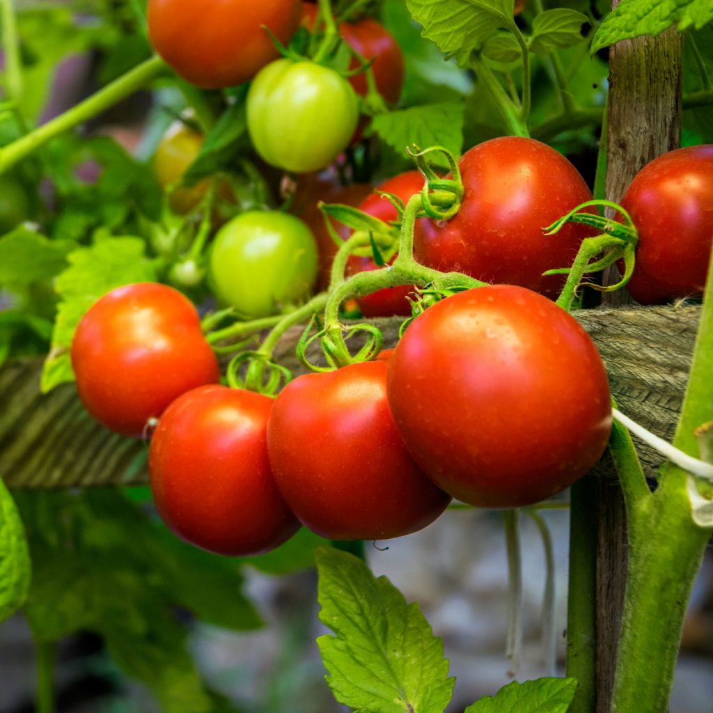 fertilize tomatoes when they start producing
