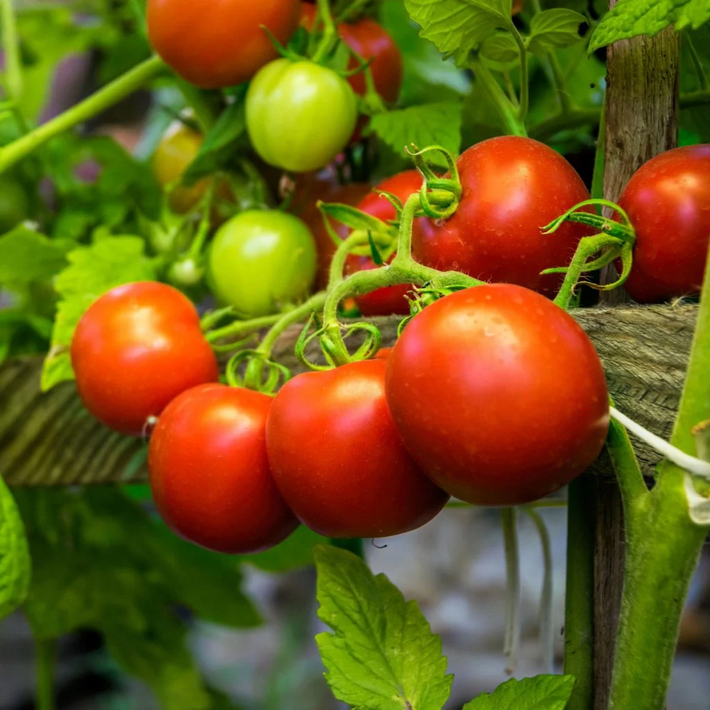 fertilize tomatoes when they start producing