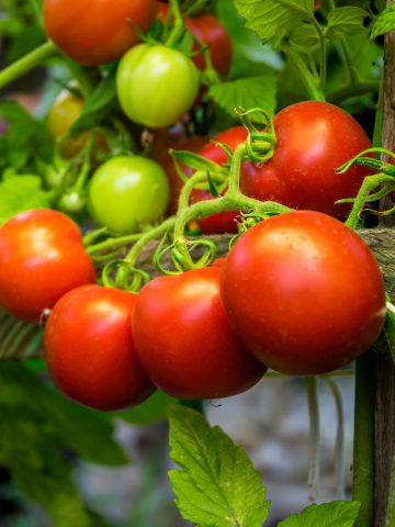 fertilize tomatoes when they start producing